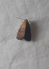 Lepidoptera