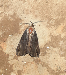 Lepidoptera