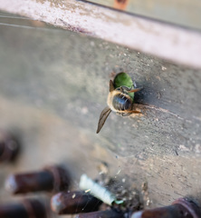 Megachile willughbiella