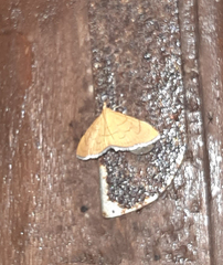 Lepidoptera