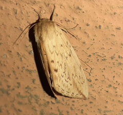 Lepidoptera
