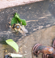 Megachile willughbiella