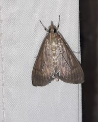 Lepidoptera