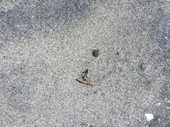 Cicindela latesignata