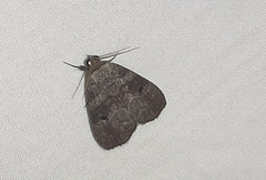 Lepidoptera