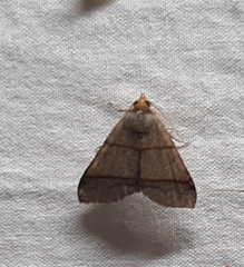 Lepidoptera