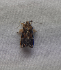 Callopistria rivularis