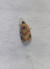 Lepidoptera