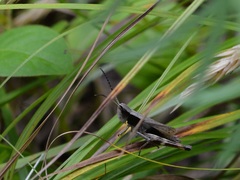 Chloealtis conspersa