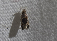 Helcystogramma hibisci