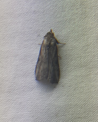 Lepidoptera