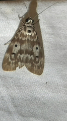 Sommeria marchalii