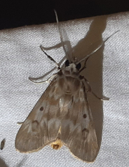 Sommeria marchalii