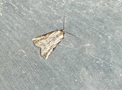 Lepidoptera