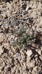 Astragalus jejunus jejunus