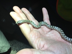 Arizona elegans elegans