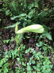 Cardiocrinum