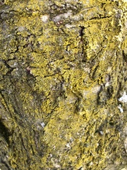 Flavoplaca citrina