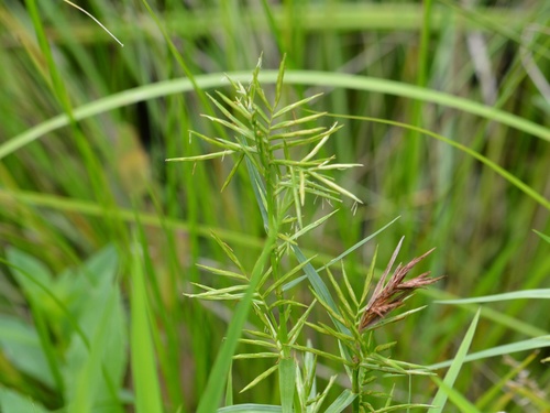 Dulichium