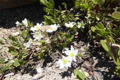 Anemone drummondii