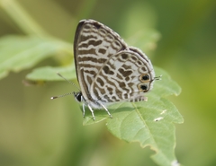 Leptotes plinius