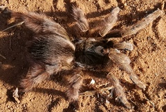 Eucratoscelus constrictus