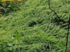 Dennstaedtia scandens