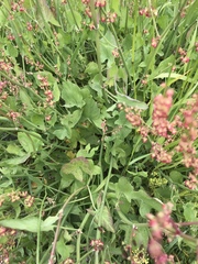 Rumex scutatus