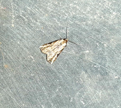 Lepidoptera