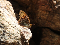 Argynnis zenobia