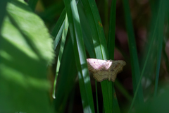 Idaea emarginata