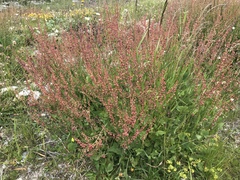 Rumex scutatus