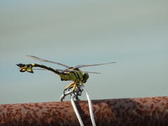 Sinictinogomphus clavatus