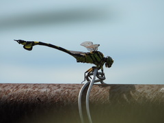 Sinictinogomphus clavatus