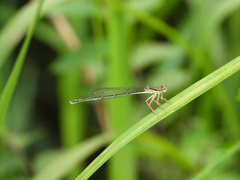 Platycnemis