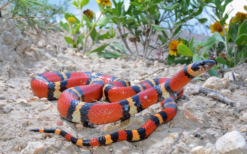 Tamaulipan Milksnake