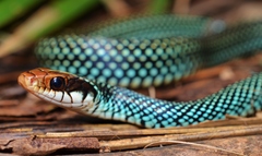 Drymobius margaritiferus margaritiferus