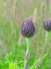 Cirsium arvense