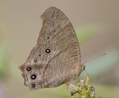Melanitis leda