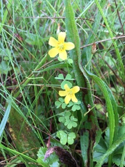 Oxalis colorea