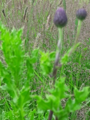 Cirsium arvense