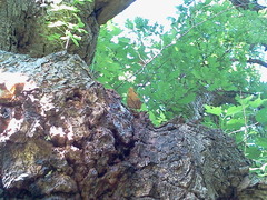 Polygonia interrogationis