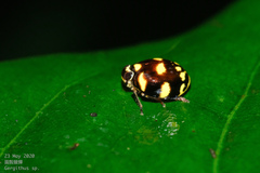 Ceratogergithus pseudotessellatus