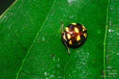 Ceratogergithus pseudotessellatus