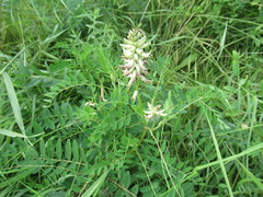 Astragalus uliginosus