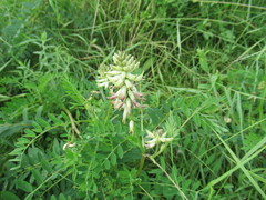 Astragalus uliginosus