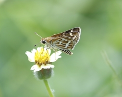 Taractrocera maevius