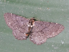 Abaciscus intractabilis