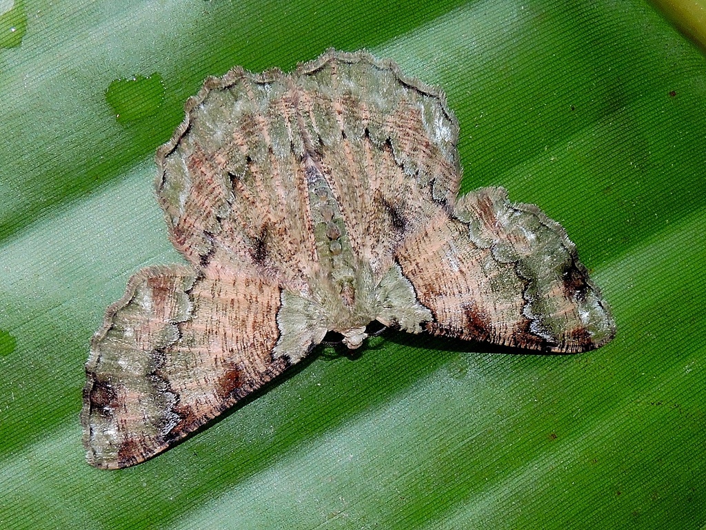 Lophophelma costistrigaria