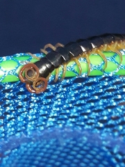 Rhysida immarginata